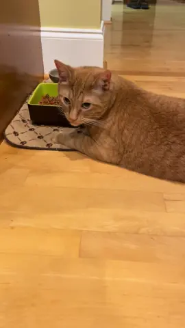 Hungry Boy #cat #catvideo #orangecrusheythecat #catsoftiktok #fyp