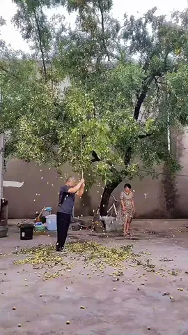 Cây Hồng Táo ạ 