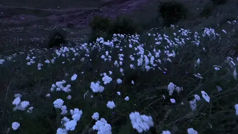 #silenthill #melancholy #lonely #fyp #sadcore #calmingsounds #calm #flowers #fyy 