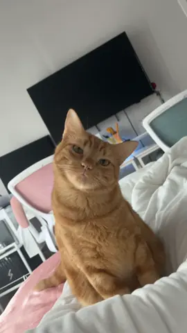 Safe to say Richard does NOT like my sonny angel 😭 ‼️No he doesn’t have earmites or an infection - No he’s not pale‼️ #fyp #foryou #catsoftiktok #orangecat #funny #funnycat #cat #PetsOfTikTok 