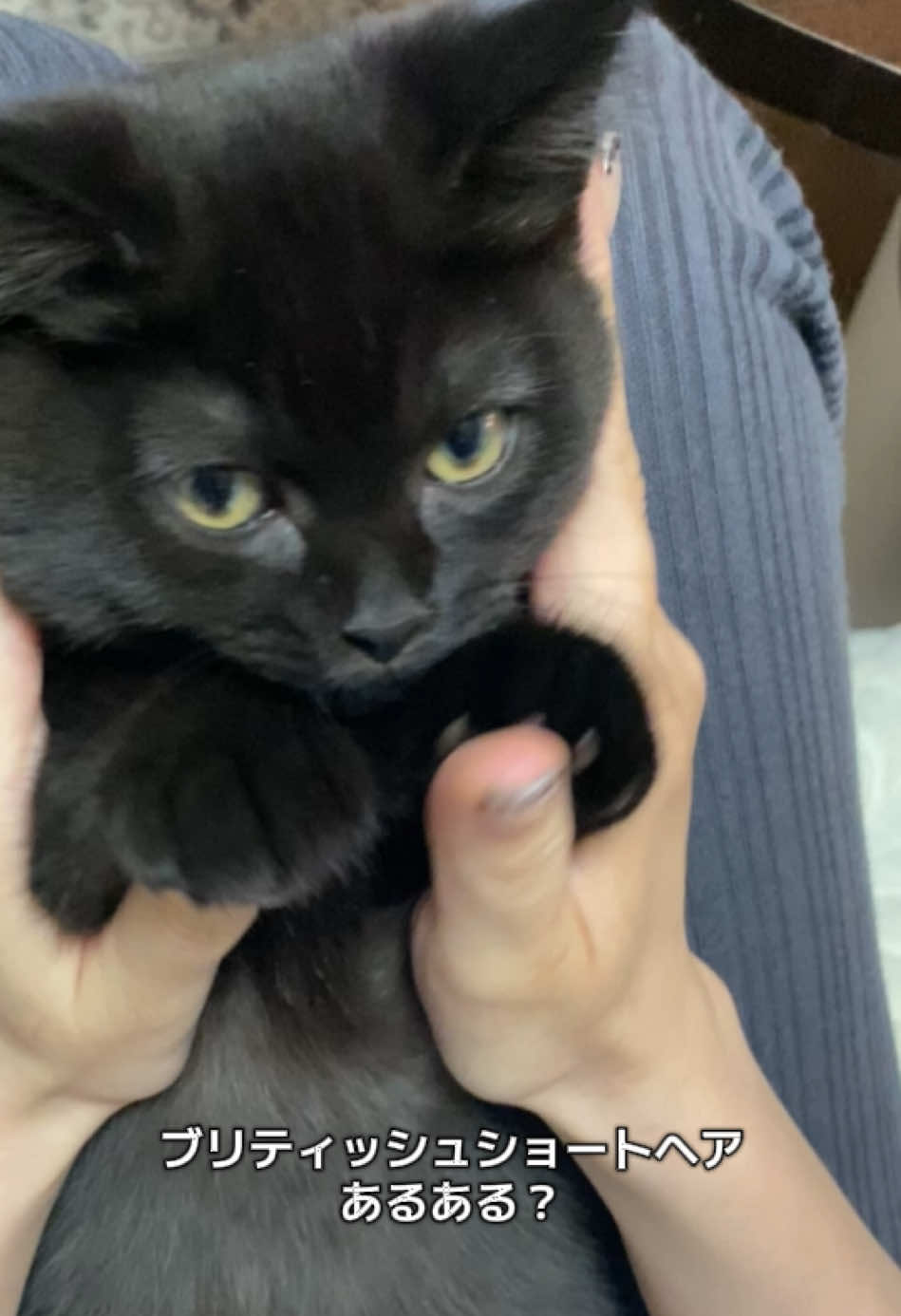 ブリティッシュショートヘアあるある #ブリティッシュショートヘア #cat 