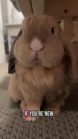 Brushing all 8 bunnies part 2!!🥰 The brush is from @Small Pet Select but you can get it on Amazon, too! It works amazing! Enjoy the chaos of tonight’s brushing!😂❤️ #buntok #hollandlopsoftiktok #freeroambunnies #PetsOfTikTok #fyp #foryoupage #petmom #bunmomlife #8 #bunniesoftiktok #bunnies #brushing #smallpetselect 