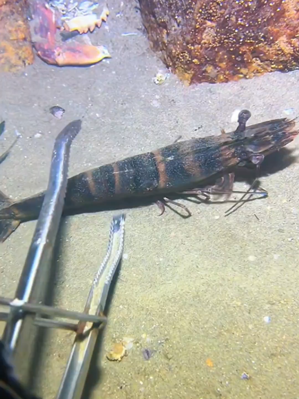 #diving #crab #catchthesea #seaside #seafood #fish #eel #lobster #seangsolofishing