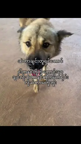 ခဝေးလိုပြန်မကိုက်နဲ့ကောင်းစေချင်လို့ဆဲတာကို#foryou #views #fypシ゚ #foryoupage #viral #fyp #fypage #viralvideos 