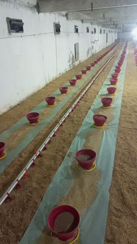 #poultryfarming #poultry #foryou #fyp #foryoupage #poultryfarming 