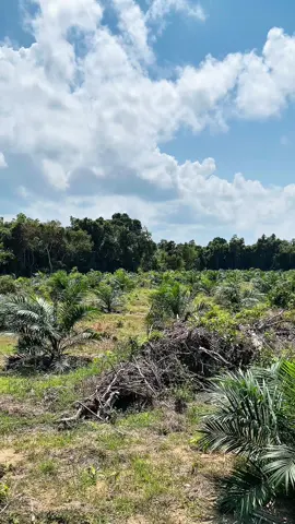 #sawit #tntn #sawitontiktok #kebunsawit #petanimuda #petani 
