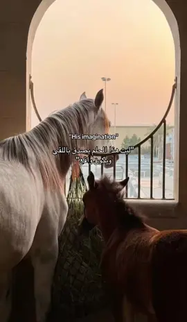 ليت هذا الحلم يصدق ويكون واقع🏇❤️ #خياله🐎 #خيل #خيالة #خيول #خيول_جمال🤎🐎 #خيول_عربية #خيول_عربية 