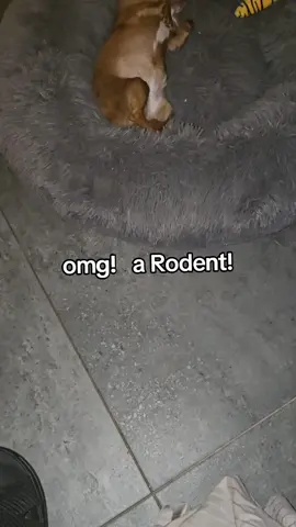 #viral #rat #chihuahua #cute #foryoupage 