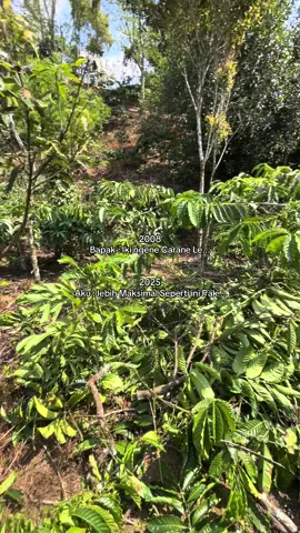 Ga ada yang Lebih Hebat, Setiap Masa Ada Caranya, Di saat kebun Orang Masih Lajuran Tinggi-Tinggi. Kebun Bapaku Sudah Ngagung stek Tugu Sari #tani #kopirobusta #kopiarabika #kopilampung #kopigayo #kopi #klontugusari #klonarsad #klonbagio #klonas #bertani #kebun #berkebun #kebunkopi 