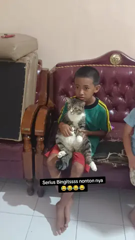 #MochiKamfeeetttt #MochiOmGenduts #cats #kucing 