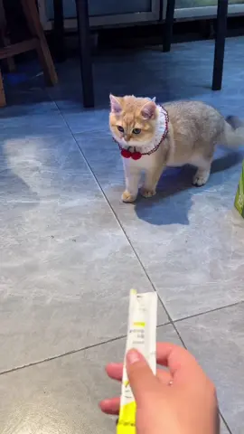 #cute #cat #funnyvideos #funny #catsoftiktok #fyp 