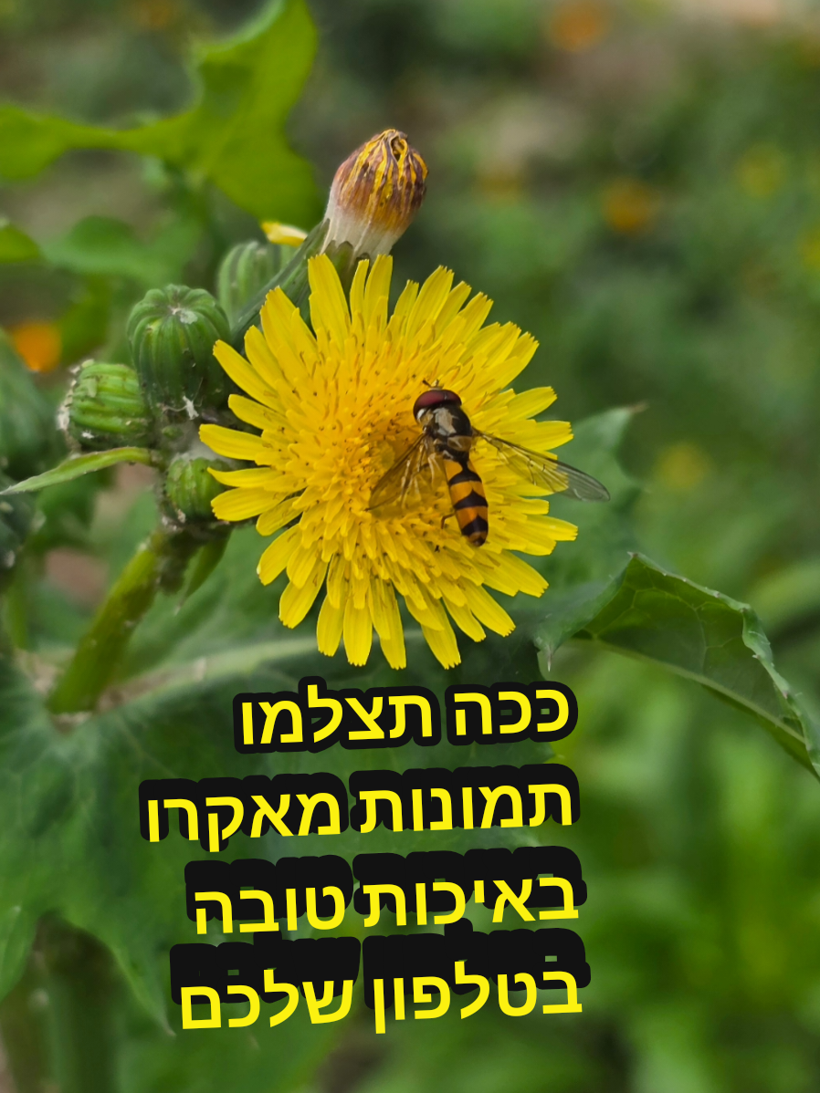 ככה תצלמו תמונות מאקרו באיכות טובה בטלפון שלכם