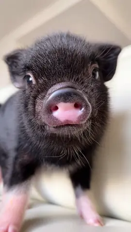 子豚特集💝 #pignic #piggy #fyp #micropig #アニマルカフェ #マイクロブタ #animals #minipig #pig #tokyo 