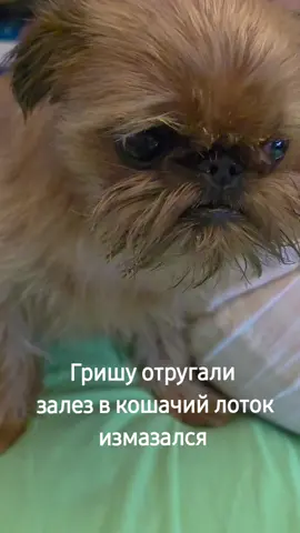 #говорящаясобака #гриша #dog #гриша #смешныеживотные #мойпитомецзвезда #собака #гриффон #говно 