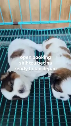 shihtzu open booking #fyp #makassartiktokers #shihtzumakasar #shihtzusoftiktok #shihtzu 