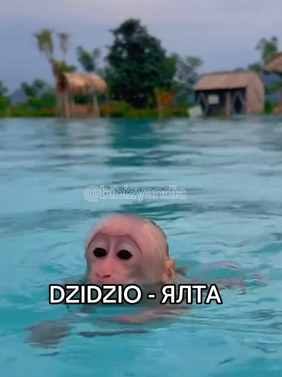 #рекомендації🇺🇦 #ялтажєнщіниія #дзідзьо #дзідзьоялта 