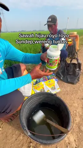 Pemakaian nutrisi dan insektisida pertama😎#petanimuda#tani#petaniindonesia🇮🇩🇮🇩🇮🇩🌿🌿#petanigenz#fyppppppppppppppppppppppp#petanimilenial#masukberandafyp  