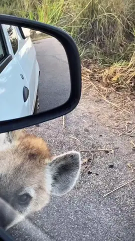 Spotted Hyenas #hyena #magdalenabay 