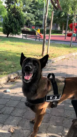 #malinois #belçikakurdu #dog #hayvanlaraşiddetehayır #yaşıklıdog 