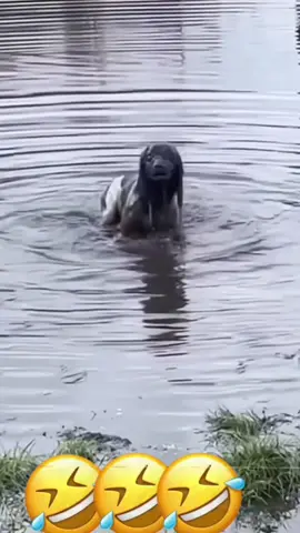 Wait till the end 🤣😆 #voiceover #talkingdog #talkingcat #funny #funnyvideos #viral #PetOfTikTok #dogsoftiktok #catsoftiktok #doglover #catlover #animalsoftiktok #foryou #fyp 