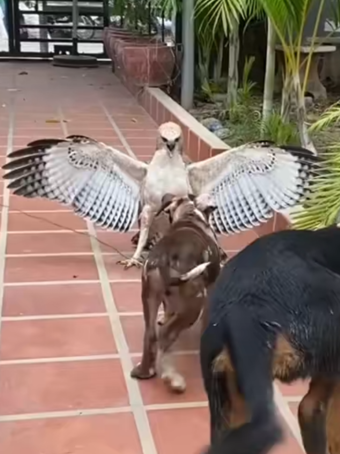 This 🦅 has great courage standing in front of a fierce hunting dog.  🦅vs🐕 #fyp #foryou #fyppppppppppppppppppppppp #wildlife_zero #Nice #bild #amazing #viral #foryou #video 