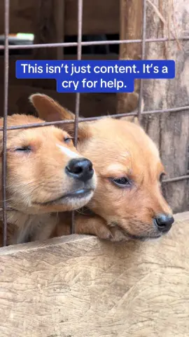 PYAPAL LINK IN BIO TO DONATE 🙏#fyp #viraltiktok 