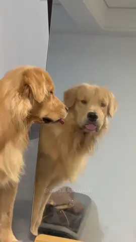 The dog first time a dog saw itself in the mirror #dog #dogsoftiktok #cute #funny #interesting 