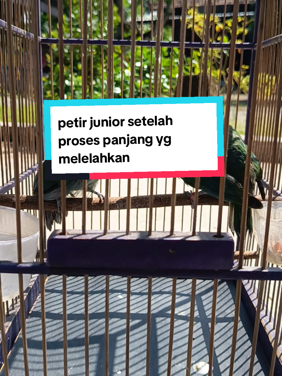 #bird #anakburung #fyp #kicaumania #cucakijo bismillah semoga alkmdullah