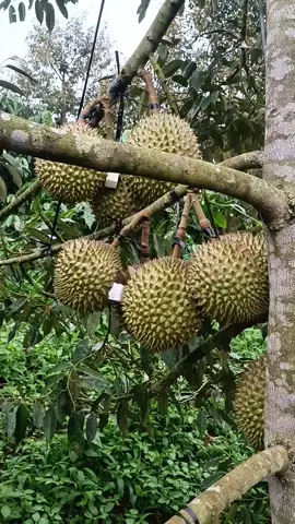 sầu riêng tròn như trái banh #sầuriêng  #sâù_riêng  #sauriengdaklak  #xuhuong 