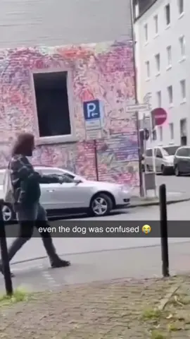 Even the dog is confused 