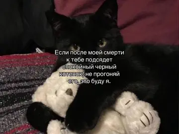 #zeyn #recommendations #fyp #рекомендации #щитпостинг #abg #darkacademia #foryoupage #rec #blackcat
