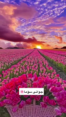 جوانی سۆما🌚♥️سۆما ناویک تاک بکە بلی ئەوها جوانی🥹🌷#ئەککتیڤبن #دەربەنیم♥️ #شارەزور_سەیسادق_کەلار_هەڵەبجە_دەربە #هەڵبجەیم♥️ #سەیدسادقیم #زەڕایەنیـم #