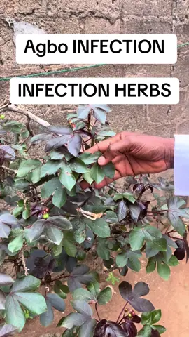 For contact: 080 533 80 944 Don’t call for unreasonable things, Thanks. #infection #africa #herbs #viraltiktok 