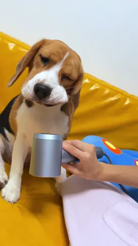 Interesting pit bull and beagle #fyp #fouryou #funny #funnyvideos #dog #dogs #funnytiktok 