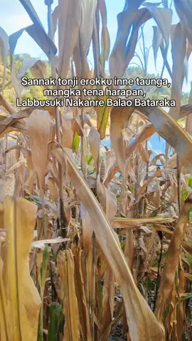 tunda duluuuu #CapCut #lewatberanda #semuaorang #kurirjagung🌽🌽 #fyppppppppppppppppppppppp #lewatberandafyp #fypage 
