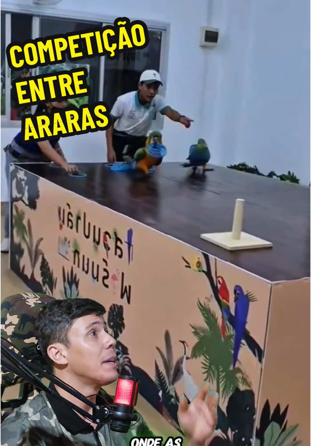 No campeonato entre as araras para ver quem levava as argolas mais rápido, uma delas se destacou por trapacear, roubando as argolas da adversária. Fez o público rir e saiu sem o troféu, mas com a fama de espertinha garantida. #VidaAnimalComentada #wendecrispimflix #animais #wendecrispim