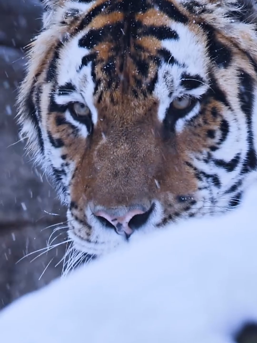 The largest of all the Asian big cats, tigers rely primarily on sight and sound rather than smell for hunting. They typically hunt alone and stalk prey. Tiger cubs are born blind and are completely dependent on their mother. Newborn tiger cubs weigh between 785 and 1,610 grams (1.75 to 3.5 lb). . . . #tigers #tiger #chill #viral