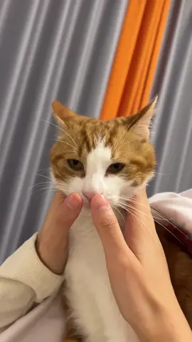 Cat powerlessness #funnytiktok #funny #funnyvideos #tiktok #cat #funnycat #Foryou #catsoftiktok 