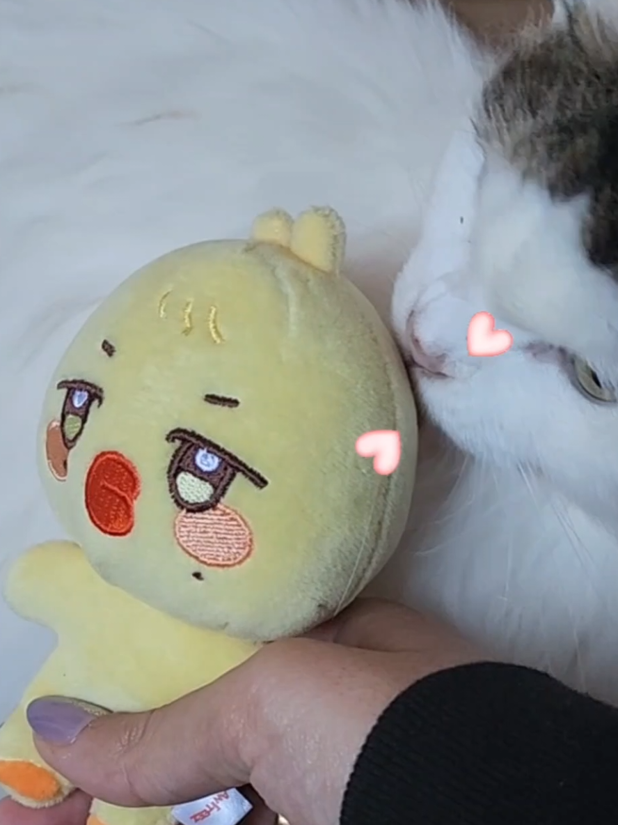 the differences are killing me😭 #ateez #aniteez #jjoongrami #bbyongming #hongjoong #mingi #cat #fyp 