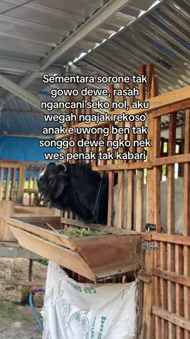 #riskijayafarm 
