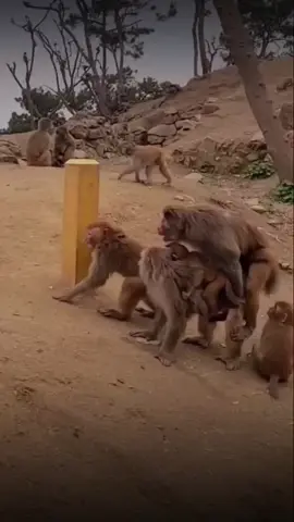 monkey meeting 🫨🫨🫨🫨 #fypシ゚ #fypシ゚ #fypシ゚ #fypシ゚ #fypシ゚ #fypシ゚ #fypシ゚ #fypシ゚ #fypシ゚ #fypシ゚ #fypシ゚ #fypシ゚ 