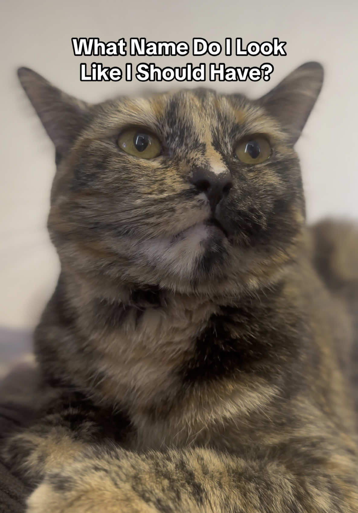 What does everyone think?  #cat #catsontiktok #everyone #catlover #catnames #fyp #foryoupage❤️❤️ 