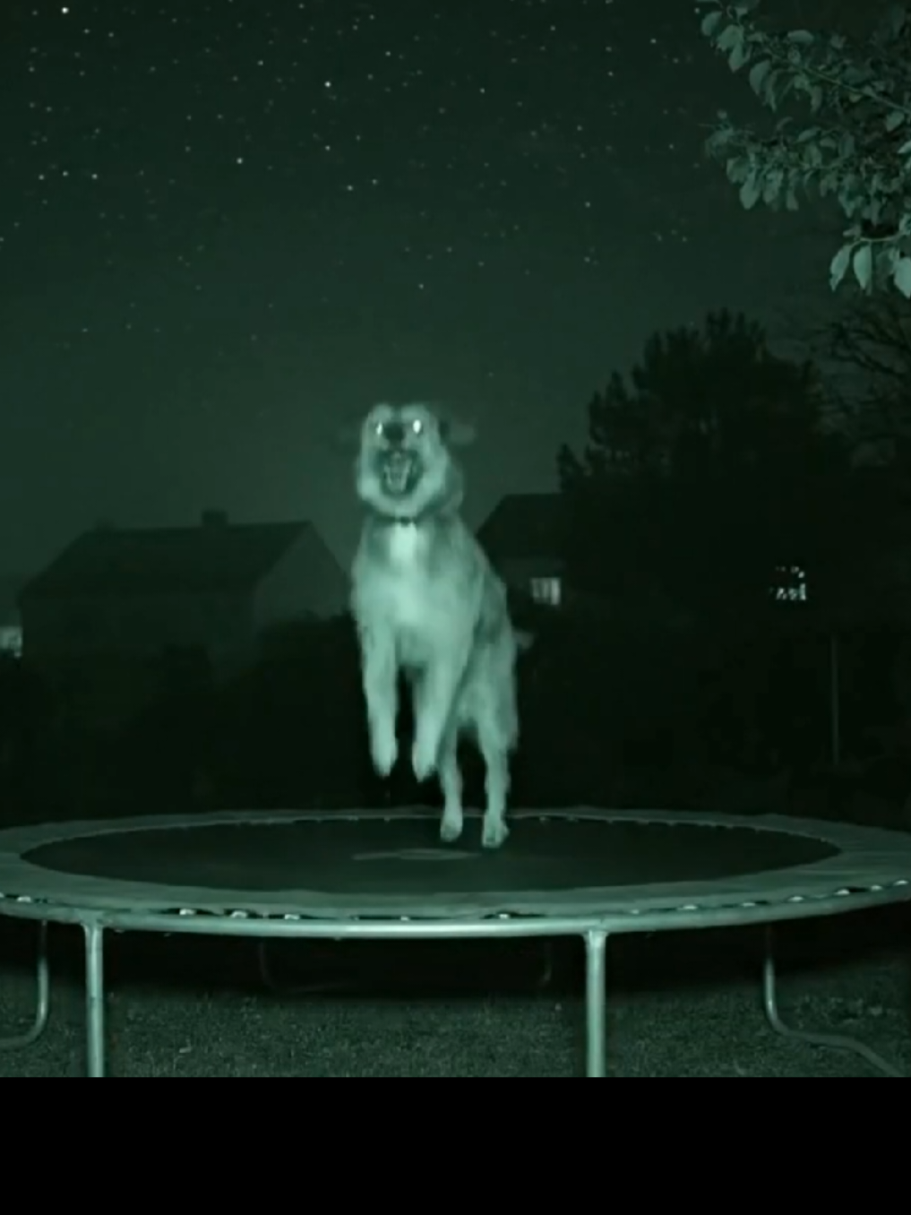 #dog #dogsoftiktok #funny 