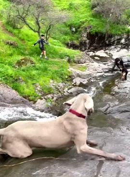 The Great Lakeside Tumble #fyp #dog #dogs #funny #doglover #dogsoftiktok #foryou 