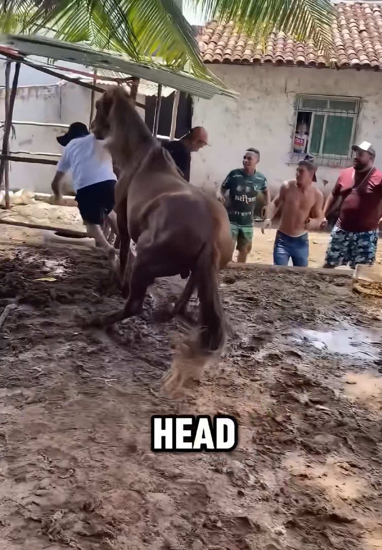 Horse Bites Are No Joke #tiktok #foryou #viral #trivia #shorts 