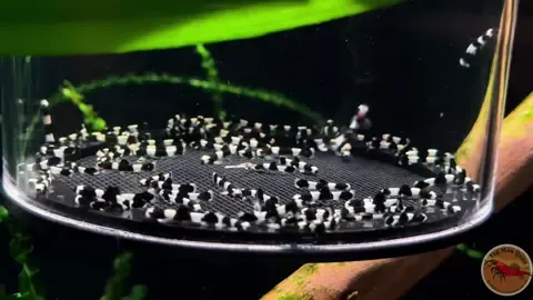 ***Đẹp Nức Tiếng Sứ Sở Quận 3  -> Bống Panda - Brachygobius Doriae -> Video Thực Tế Bống Panda Của Nhà Tuiiiii 😻 -> Quá nhiều AE cần video thực tế thì đâyyyyy  #bongpanda #tepmauquan3