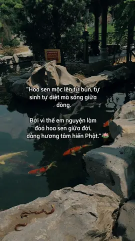 Nam Mô A Di Đà Phật 🙏 #loiphatday #nammoadidaphat #viral 