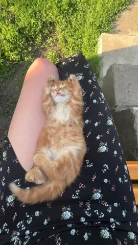 Щоб я так моцно спала як це кошенятко 🙏🏻