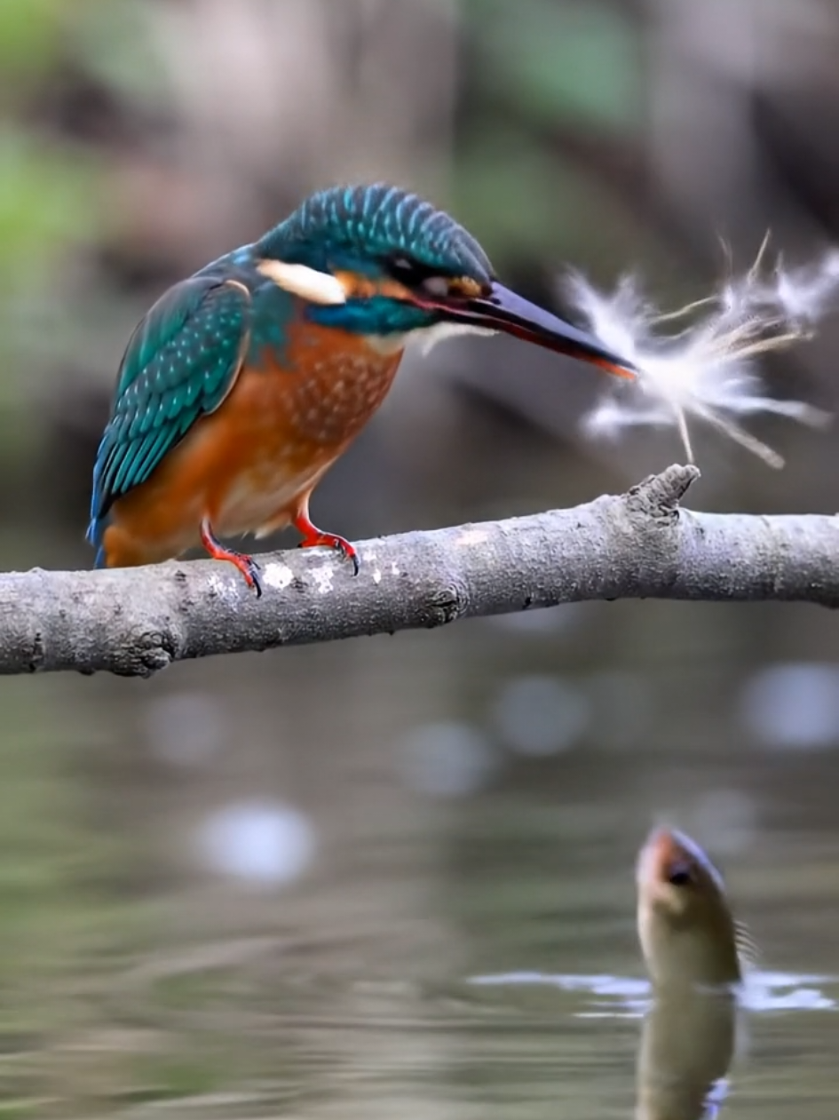👁️‍🗨️🌿🎥“A Feather’s Trick 🪶💧🕊️ — Curiosity on the Water” By a quiet riverbank, a vibrant kingfisher finds a single feather floating near its perch. Curious, it picks it up, gently holding it in its beak. With unusual care, it drops the feather onto the surface of the water. It watches — completely still. In the depths below, a fish notices the floating shape… It turns… pauses… but doesn't bite. The kingfisher waits. Still nothing. After a moment, it tilts its head, as if puzzled, then flies away — the feather drifting behind. No catch. No hunt. Just an experiment. A silent question. A moment of thought in the wilderness. #KingfisherMoment #NatureMystery #FeatherTrick #CuriousBird #ForestReflections 🪶💧🕊️👁️‍🗨️🌿🎥