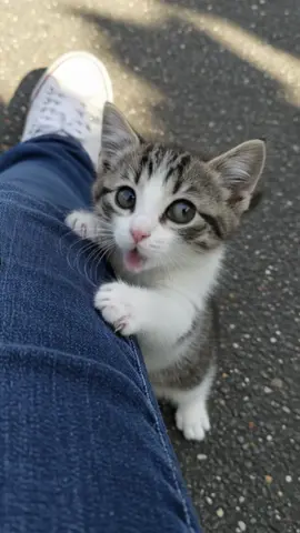 If I sang well, praise me, meow🐾 #Soracat#kitten#cat#meow#catlover#catsoftiktok